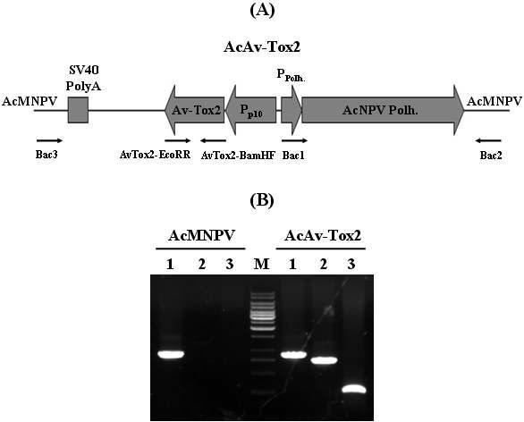 Schematic diagram of recombinant AcMNPV, AcAv-Tox2 expressing Av-Tox2 under the control of AcMNPV p10 gene promoter (A) and verification of genome structure of the AcAv-Tox2 by PCR using specific primer sets (B). Solid arrows indicate primer positions used in PCR analysis. Lane: M, 1 Kb DNA Ladder; 1, primers Bac1 and Bac2; 2, primers Bac3 and AvTox2-BamHF; 3, primers AvTox2-BamHF and AvTox2-EcoRR.