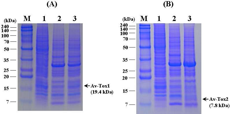 SDS-PAGE analysis of Sf9 cells infected with recombinant viruses, AcAv-Tox1 (A) or AcAv-Tox2 (B). Lane: M, protein molecular weight marker; 1, Mock-infected Sf9 cells; 2, Sf9 cells infected with AcMNPV; 3, Sf9 cells infected with AcAv-Tox1 or AcAv-Tox2.