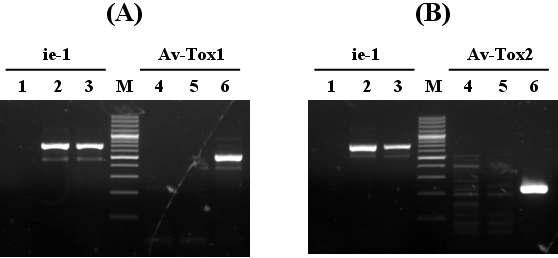 Verification of transcription of Av-Tox1 and Av-Tox2 from Sf9 cells infected with the recombinant AcMNPVs, AcAv-Tox1 (A) or AcAv-Tox2 (B) by RT-PCR using specific primer set. Lane: M, 100 bp DNA Ladder; 1 and 4, mock-infected Sf9 cells; 2 and 5, AcMNPV infected Sf9 cells; 3 and 6, AcAv-Tox1 or AcAv-Tox2 infected Sf9 cells; 1~3, primers ie1-F and ie1-R; 4~6, AvTox1-BglF/AvTox2-BamHF and AvTox1-R/AvTox2-EcoRR.