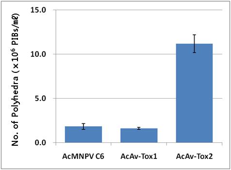 PIB production of Sf9 cells infected with AcAv-Tox1 or AcAv-Tox2. 2×105 cells were infected with the virus at a MOI of 1. Infected cells were harvested at 7 days post-infection, lysed and three independent polyhedra count were made using a hemocytometer.