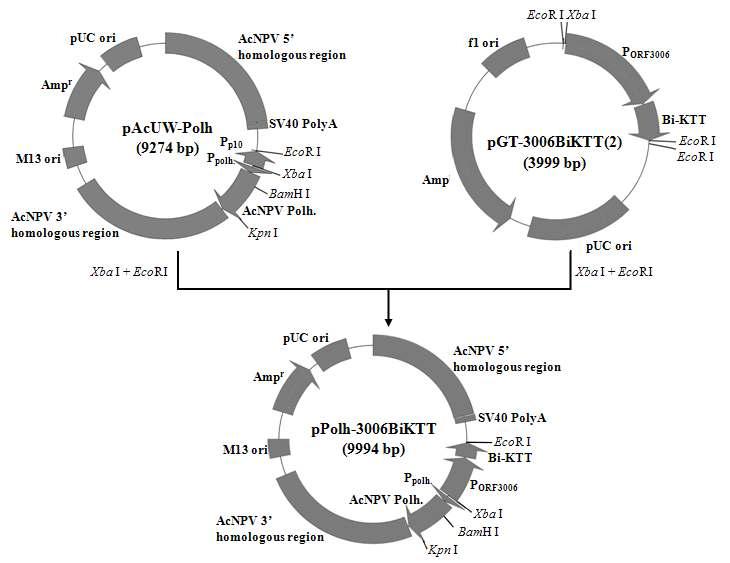 Construction map of the pPolh-3006BiKTT. About 0.95 kb of CpBV ORF3006 promoter-Bi-KTT cassette fragment was inserted into pAcUW-Polh to obtain the vector pPolh-3006BiKTT.