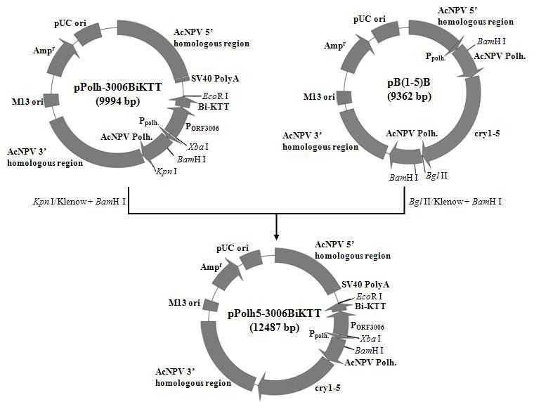 Construction map of the pPolh5-3006BiKTT. About 2.96 kb of partial polyhedrin-cry1-5 cassette fragment was inserted into pPolh-3006BiKTT to obtain the transfer vector pPolh5-3006BiKTT.