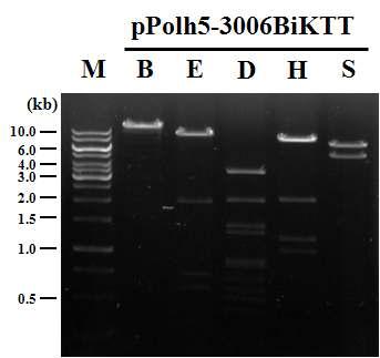 Confirmation of the internal structure of transfer vector, pPolh5-3006BiKTT, expressing polyhedrin-cry1-5 fusion gene and Bi-KTT under the control of CpBV ORF3006 promoter and AcMNPV polyhedrin gene promoter, respectively, by restriction endonuclease digestion pattern. Lane: M, 1 Kb DNA Ladder; B, BamHI; E, EcoRI; D, DraI; H, H indIII; S, SalI.