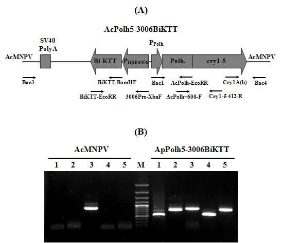 Schematic diagram of recombinant AcMNPV, ApPolh5-3006BiKTT, expressing polyhedrin-cry1-5 fusion gene and Bi-KTT under the control of CpBV ORF3006 promoter and AcMNPV polyhedrin gene promoter, respectively, (A) and verification of genome structure of the ApPolh5-3006BiKTT by PCR using specific primer sets (B). Solid arrows indicate primer positions used in PCR analysis. Lane: M, 100bp ladder; 1, primers Bac3 and BiKTT-BamHF; 2, primers BiKTT-EcoRR and 3006pro-XbaF; 3, primers Bac1 and AcPolh-EcoRR; 4, primers AcPolh+600-F and Cry1-5 412-R; 5, primers Cry1A(b) and Bac4.