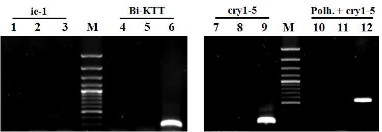 Verification of transcription of Bi-KTT and polyhedrin-cry1-5 fusion gene from Sf9 cells infected with the recombinant AcMNPV, ApPolh5-3006BiKTT, expressing polyhedrin-cry1-5 fusion gene and Bi-KTT under the control of CpBV ORF3006 promoter and AcMNPV polyhedrin gene promoter, respectively, by RT-PCR using specific primer set. Lane: M, 100 bp DNA Ladder; 1, 4, 7 and 10 mock-infected Sf9 cells; 2, 5, 8 and 11 AcMNPV infected Sf9 cells; 3, 6, 9 and 12, ApPolh5-3006BiKTT infected Sf9 cells; 1~3, primers ie1-F and ie1-R; 4~6, BiKTT-BamHF and BiKTT-EcoRR 7~9, cry1-5 170-F and cry1-5 412-R; 10~12, AcPolh+600-F and cry1-5 412-R.
