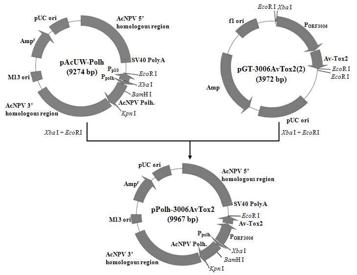 Construction map of the pPolh-3006AvTox2. About 0.95 kb of CpBV ORF3006 promoter-Av-Tox2 cassette fragment was inserted into pAcUW-Polh to obtain the vector pPolh-3006AvTox2.