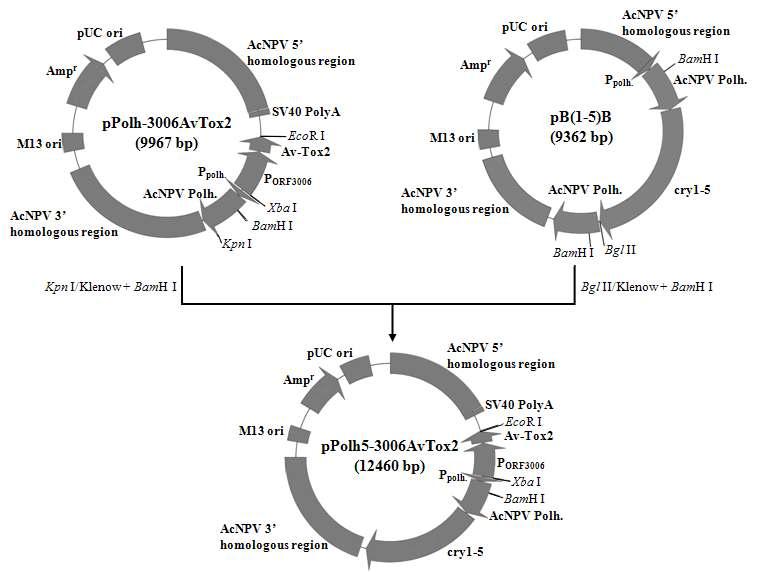 Construction map of the pPolh5-3006AvTox2. About 2.96 kb of partial polyhedrin-cry1-5 cassette fragment was inserted into pPolh-3006AvTox2 to obtain the transfer vector pPolh5-3006AvTox2.