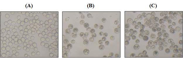 Phase-contrast microscopy of mock-infected Sf9 cells (A) and Sf9 cells infected with wild-type AcMNPV (B) or ApPolh5-3006AvTox2 (C) (Magnification: × 600).