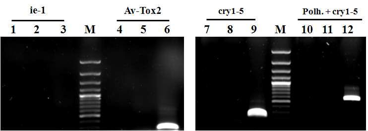 Verification of transcription of Av-Tox2 and polyhedrin-cry1-5 fusion gene from Sf9 cells infected with the recombinant AcMNPV, ApPolh5-3006AvTox2, expressing polyhedrin-cry1-5 fusion gene and Av-Tox2 under the control of CpBV ORF3006 promoter and AcMNPV polyhedrin gene promoter, respectively, by RT-PCR using specific primer set.
