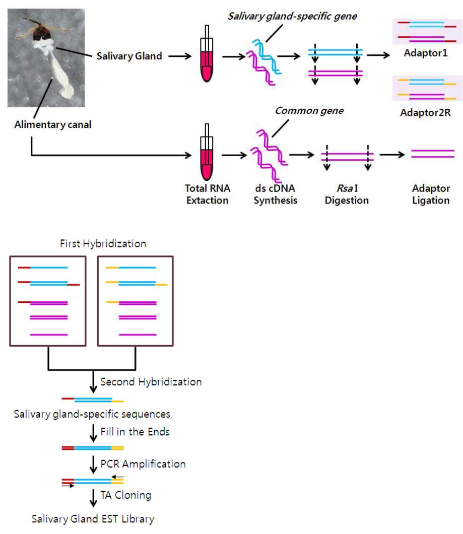 Suppression subtractive hybridization을 통한 미끌애꽃노린재 타액선 특이적 EST 라이브러리 제작 과정.