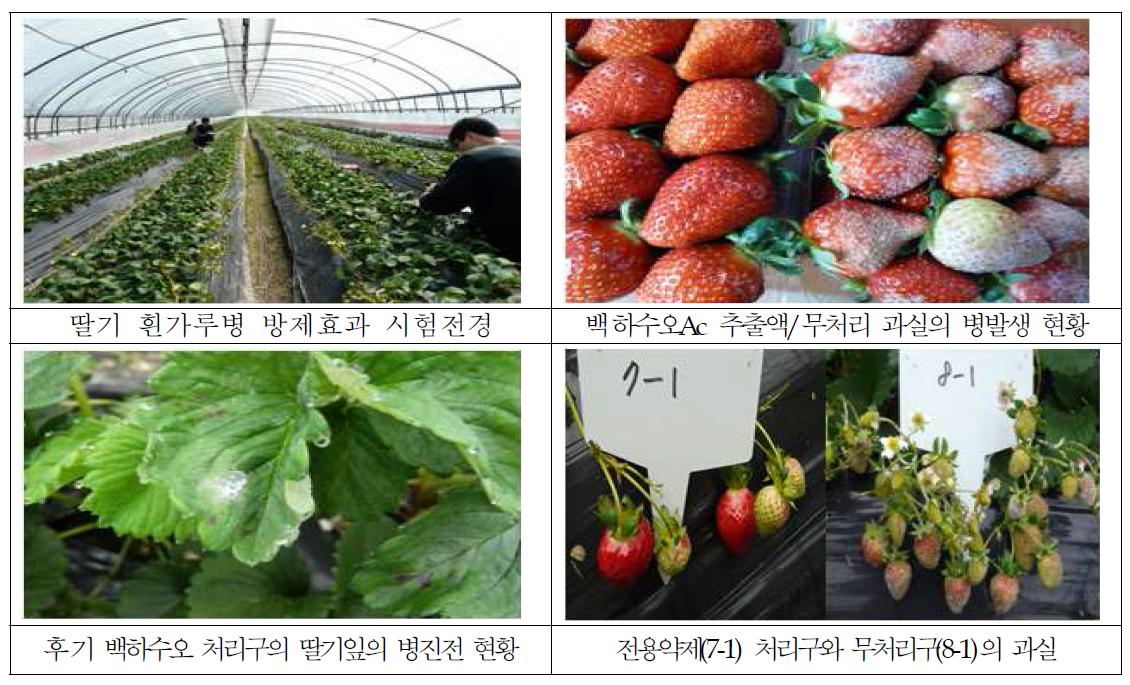 딸기흰가루병 방제를 위한 천연추출액의 처리 시험 효과.