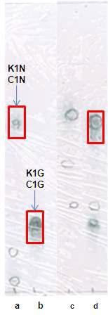 β-glucosidase를 이용하여 반응시킨 K1N+C1N과 K1G+C1G의 TLC 분석.