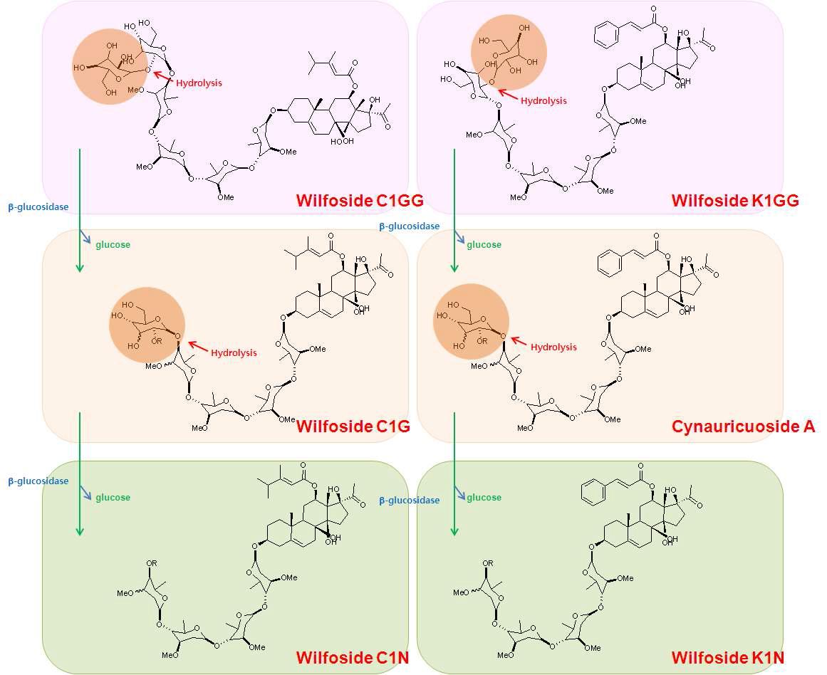 백하수오로부터 분리된 wilfoside계 물질들의 β-glucosidase를 이용한 biotransformation.