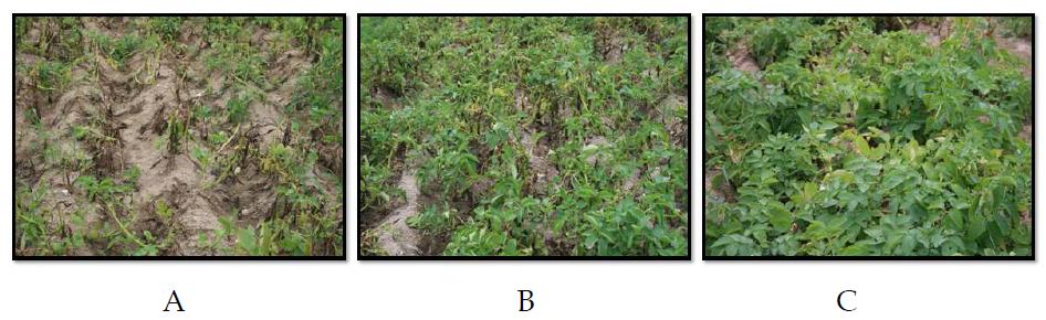 포장에서의 당후박 유래 물질 제제의 감자 역병에 대한 방제효과(A: 무처리구, B: 당후박 유래 물질 제제, C: azoxystrobin 처리구).