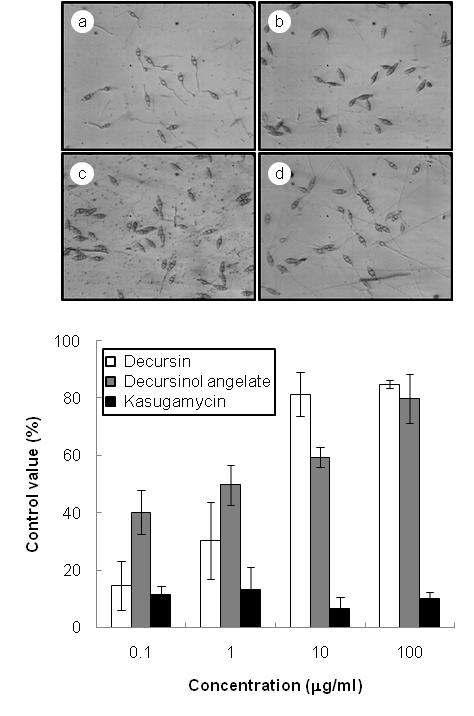 Decursin, decursinol angelate 및 kasugamycin의 벼 도열병균의 포자 발아억제 효과.