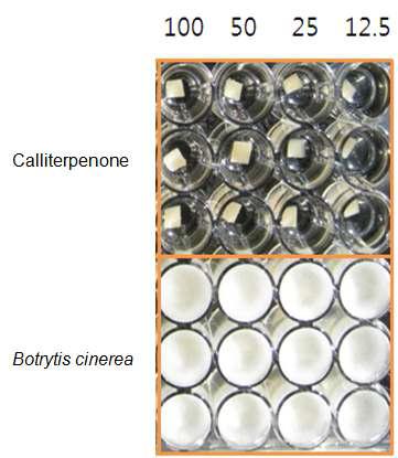 Botrytis cinerea에 대한 화합물 3의 균사생육 억제효과.