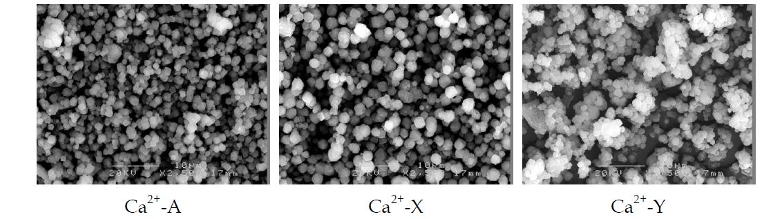 Ca2+ 이온으로 교환된 제올라이트 A, X 및 Y의 SEM 이미지