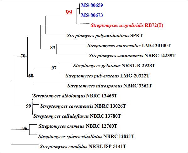 16S rRNA gene sequence 분석을 통한 Polygenetic tree.