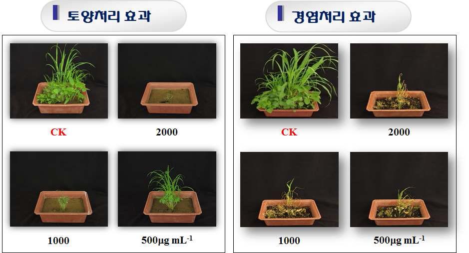 S. scopuliridis KR-001 균주 배양액 에틸아세테트 분획의 토양(좌) 및 경엽처리(우) 효과.