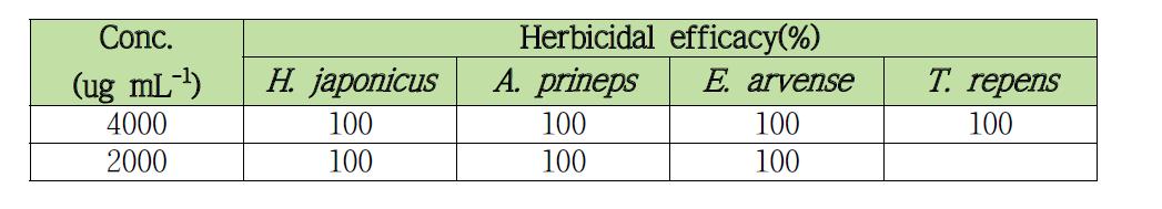 S. scopuliridis KR-001 균주 배양액 에틸아세테트 분획의 난방제잡초 방제효과.