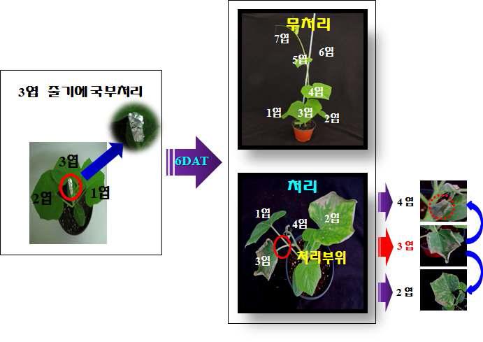 에틸아세테트 분획의 체내 이행.