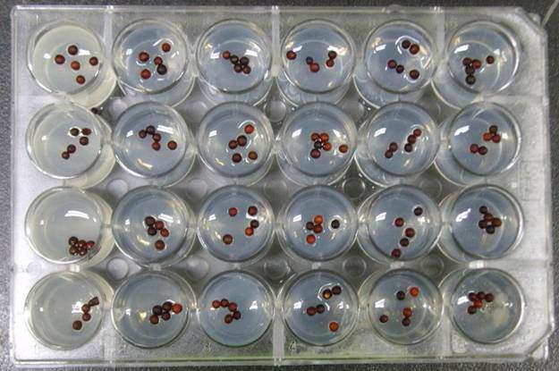 살초력 검정을 위한 Seed bioassay system.