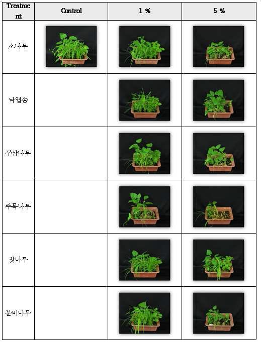 국내 자생 침엽수 6종의 온실실험 결과.