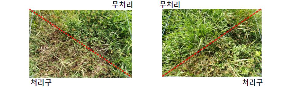 포장조건에서 chrysophanic acid (3%)의 살초력.