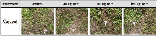 포장조건에서 Cajuput 처리에 의한 제초활성 효과.