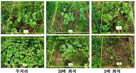 가시박 포장조건에서 d-limonene의 방제효과(5~10엽기).