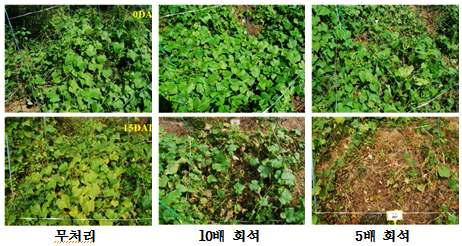 가시박 포장조건에서 d-limonene의 방제효과(10~15엽기).