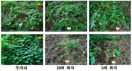 가시박 포장조건에서 d-limonene의 방제효과(20엽기 이상).