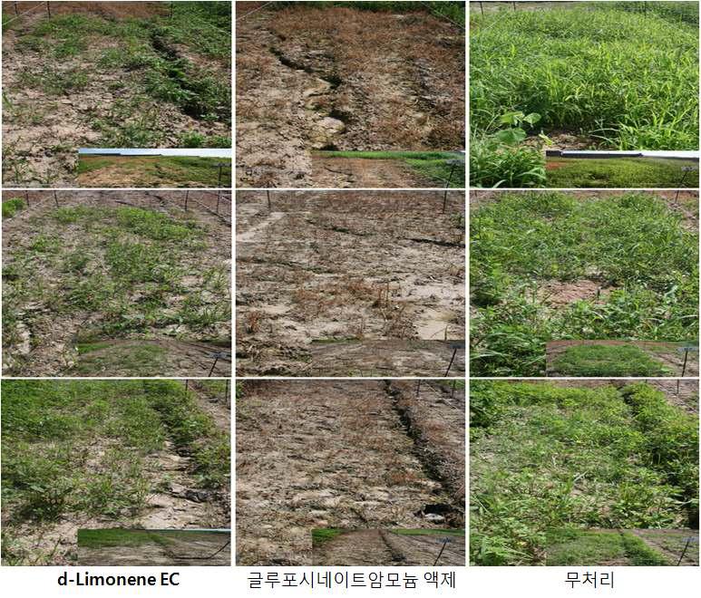 d-Limonene 1년차 등록시험 - 충북 음성.