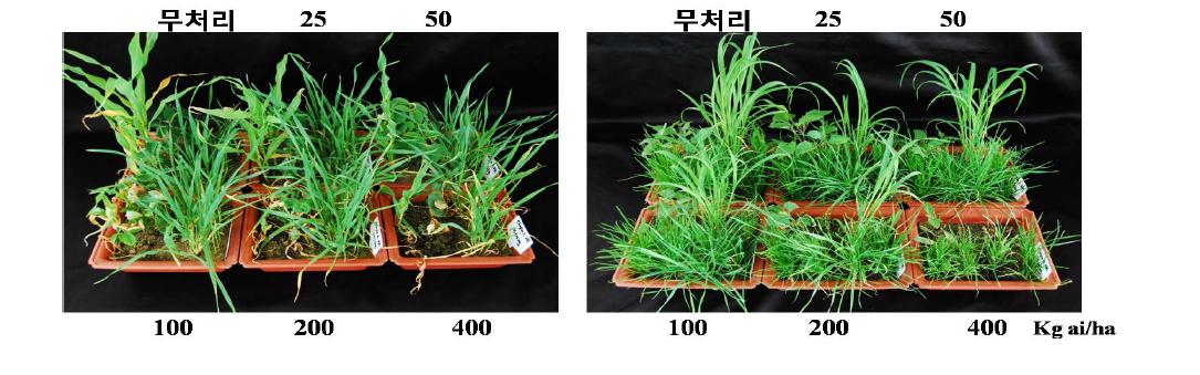 온실조건에서 Chrysophanic acid 2% ME의 방제효과.