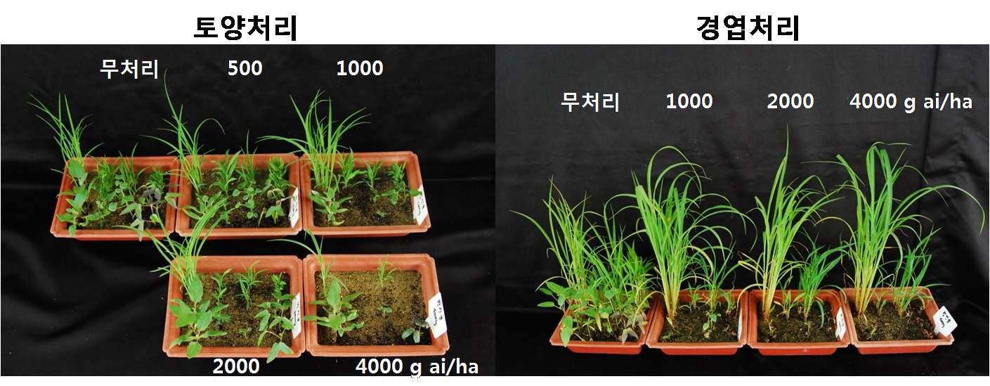 온실조건에서 방선균 EA추출물의 방제효과.