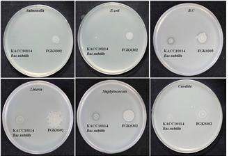 Fig. 4-53. Antibacterial activities of the Bacillus subtilis FGK 03-02.