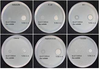 Fig. 4-54. Antibacterial activities of the Bacillus subtilis YJ 11-1-4.