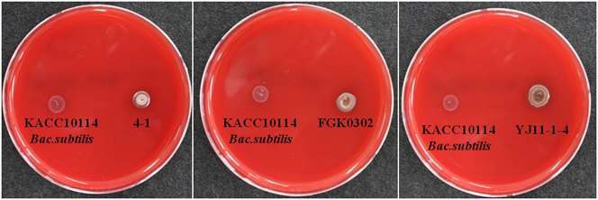 Fig. 4-57. Hemolysis test of Bacillus subtilis 4-1, Bacillus subtilis FGK 03-02 and Bacillus subtilis YJ 11-1-4.