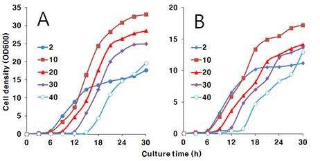 Fig. 4-60. Effects of glucose concentration on the growth of I. orientalis KMBL5774 in YPD (A) and YNB (B) media.
