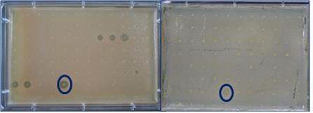 Fig. 1-3. Selected microbe producing antimicrobial activity