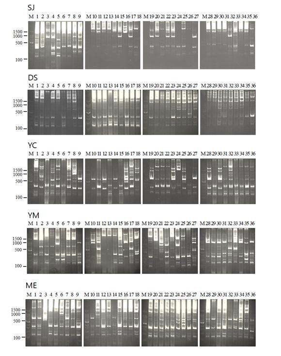 Fig. 1-4. Diversity of yeasts isolated from various grapes based on the PCR patterns using yeast intron splice site primer