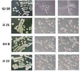 Fig. 1-6. Colony shapes and microscopic morphologies of typical yeasts isolated from various nuruk.