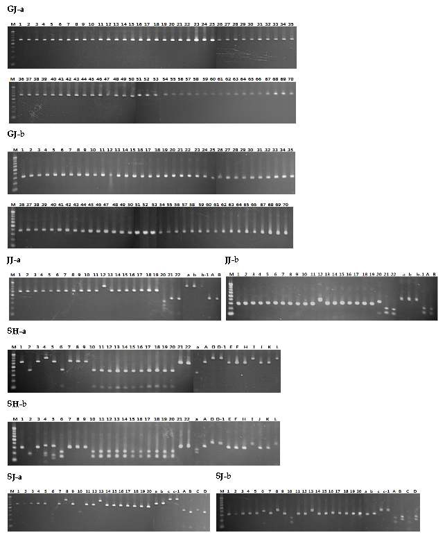 Fig. 1-7. PCR-RFLP analysis of yeasts isolated from various nuruk.