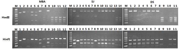 Fig. 1-11. PCR-RFLP analysis of yeasts isolated during wine fermentation of MBA and Campbell's Early grapes.