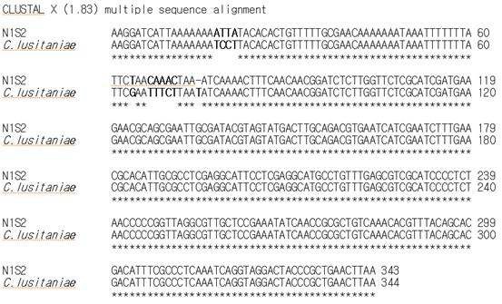 Fig. 2-3. Homology of ITSI-5.8S-ITSII sequences of the strain N1S2 with those of C. lusitaniae.