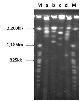 Fig. 2-7. Pulsed-field gel electrophoresis of genomic DNA of the strain MM1 and Zygosaccharomyces sp.