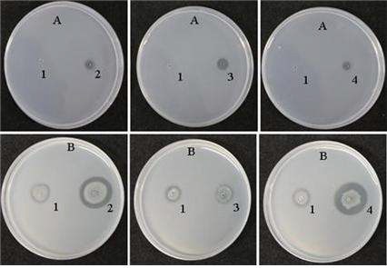 Fig. 3-1. Fibrinolytic activity and proteolytic activity of the strains isolated from Korean traditional soybean sauce and soybean paste.