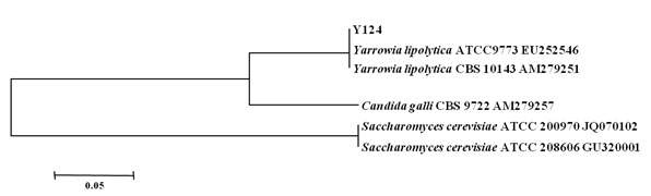 Fig. 3-4. Phylogenetic tree based on ITS Ⅰ-5.8S-ITS Ⅱ DNA sequences showing the positions of the strain Y124 producing lipolytic enzymes isolated from Meju.