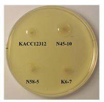 Fig. 3-17. Isolation of exopolysaccharides producing lactic acid bacteria from Korean fermented soybean paste. Isolated strains were grown on sucrose medium (5%).
