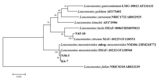 Fig. 3-18. Neighbour-joining tree derived from 16S rDNA gene sequence analysis, showing the relationship of the strains EPS producing lactic acid bacteria isolated from Korean traditional soybean sauce to members of the genus Leuconostoc. Numbers at the nodes are the bootstrap value.